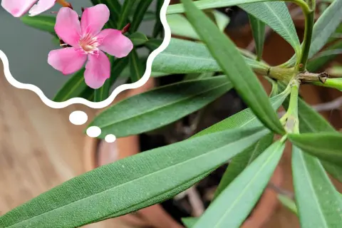 Zastanawiasz się, dlaczego oleander nie kwitnie? Może potrzebuje więcej słońca lub odpowiedniego nawożenia, by znów zachwycać różowymi kwiatami.