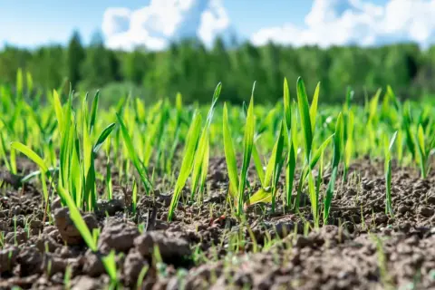 Młody poplon na działce, zielone źdźbła przebijają się przez ziemię. W tle las i błękitne niebo z chmurami.