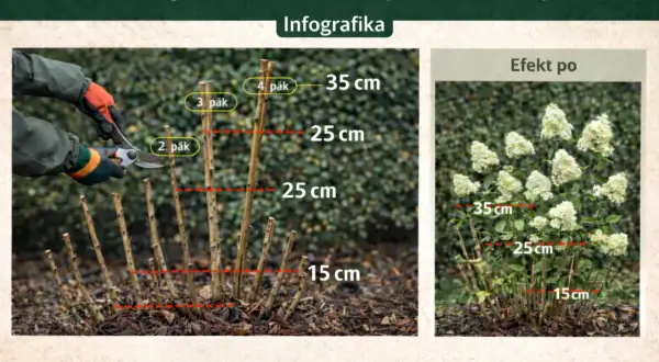 Przycinanie hortensji bukietowej: przycięcie pędów na 15-35 cm zapewnia obfite kwitnienie.
