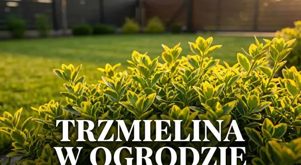 Trzmielina w ogrodzie, jej liście pięknie przebarwiają się na żółto i zielono. Zastanawiasz się, jak szybko rośnie trzmielina?