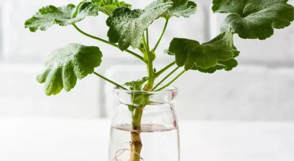 Rozmnażanie geranium kiedyś było trudne, teraz ukorzeniamy sadzonkę w wodzie, by szybko wypuściła korzenie.