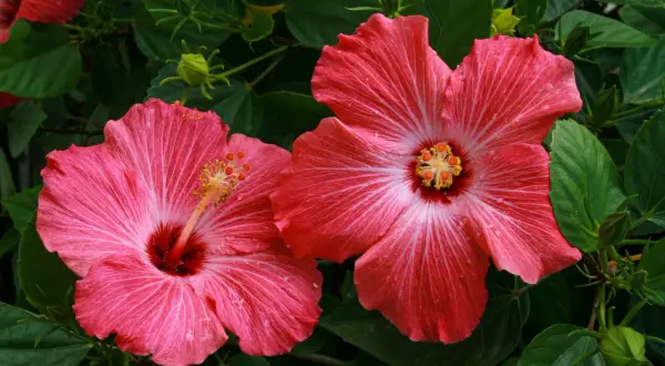 Dwa piękne, różowe hibiskusy z nasion, z żółtymi pręcikami i zielonymi liśćmi w tle.