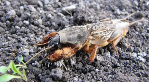 Turkuć podjadek, groźny szkodnik ogrodów, ma swojego naturalnego wroga. Ten owad, z potężnymi odnóżami, przemierza ziemię w poszukiwaniu pożywienia.