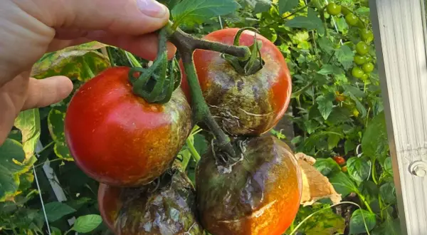 Dłoń trzyma kiść pomidorów, z których część jest czerwona, a część pokryta brązowo-zielonymi plamami. To objawy zarazy pomidora.