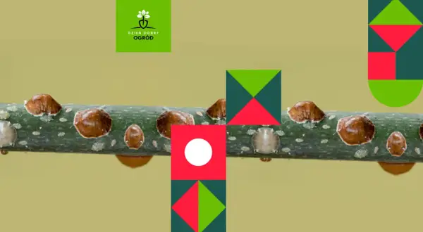 Tarczniki na gałęzi. Dowiedz się, skąd się biorą tarczniki i jak je zwalczać.