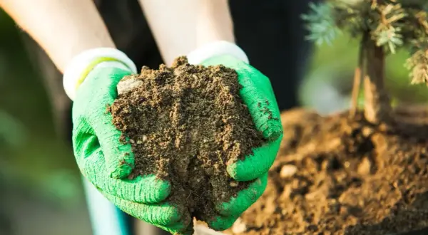 Ręce w zielonych rękawiczkach trzymają ziemię, przygotowując się do nawożenia iglaków. Pamiętaj o odpowiednich terminach nawożenia iglaków.