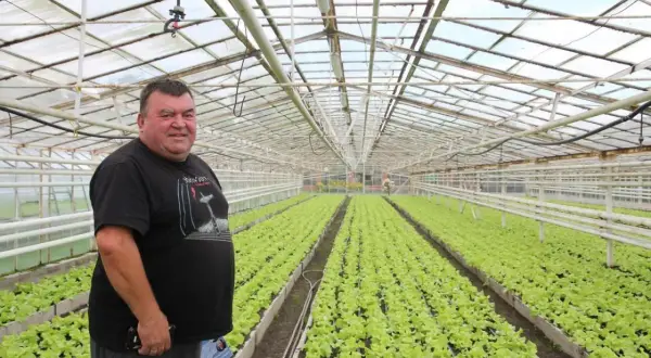 Rolnik w tunelu nieogrzewanym dogląda rzędów młodej sałaty.