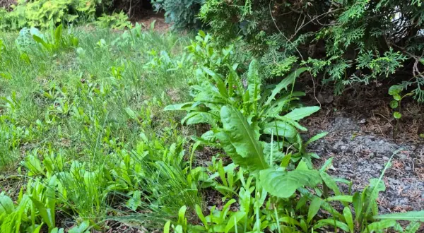 Zielona trawa i chwasty rosnące pod żywopłotem. Może przydałby się ocet i sól na chwasty?