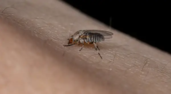 Mały owad na skórze, który może być odpowiedzią na pytanie, skąd się biorą meszki.