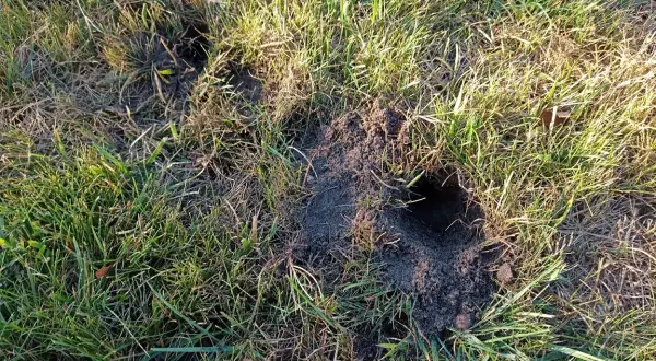 Kilka świeżych kopców i dziur w trawie, świadczących o tym, co kopie dziury w ogrodzie.