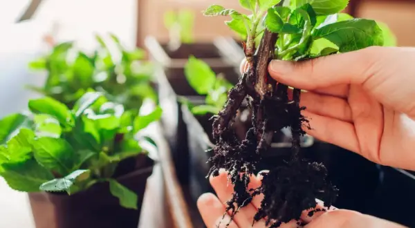 Dłoń trzyma sadzonkę z rozwiniętymi korzeniami, gotową do posadzenia. To jak naturalny ukorzeniacz z wierzby, który pomoże jej rosnąć.