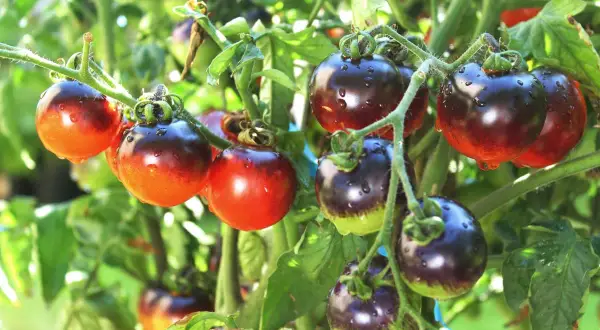 Dojrzałe pomidory podłużne odmiany 'Black Cherry' z kroplami rosy na skórce, wiszące na gałęziach w słońcu.