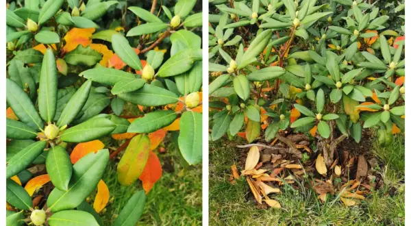 Rododendron z zielonymi liśćmi i pąkami, a także żółknące liście świadczące o jesiennej zmianie.