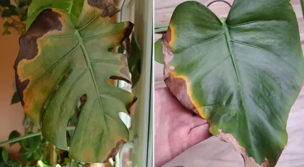 Monstera z brązowymi, suchymi plamami na liściach, objawy grzybowa plamistość liści monstera.