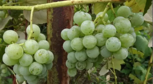 Dwie kiście zielonych winogron zwisają z gałęzi. Na niektórych owocach widoczne są drobne, czarne kropki, świadczące o ich dojrzewaniu.