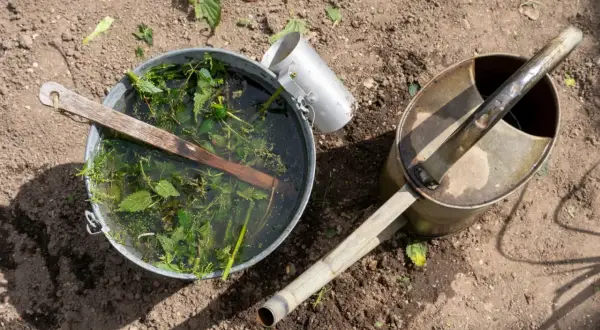 Wiadro z pokrzywami i wodą, obok konewka. Tak przygotowuje się naturalny nawóz z pokrzywy.