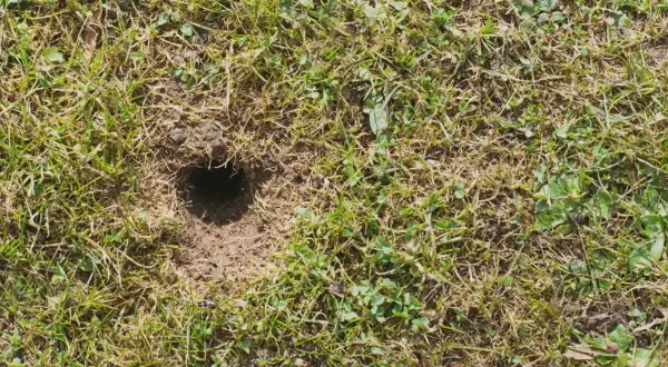 Małe dziurki w ziemi w ogrodzie, wyglądające jak wejścia do podziemnych tuneli.