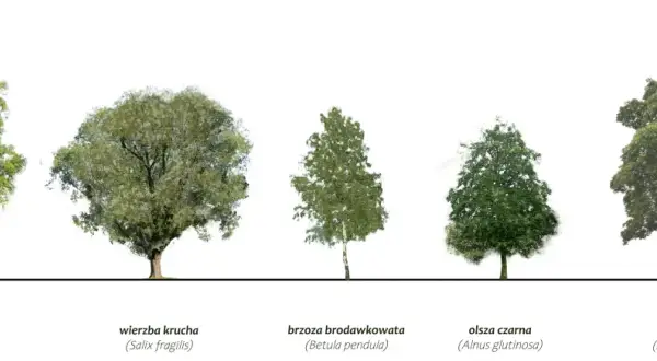 Pięć drzew: jesion, wierzba, brzoza, olsza czarna – drzewo podmokłych terenów, i klon.