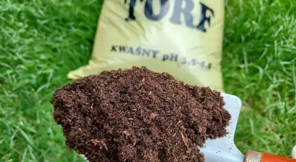 Łopata z torfem, który jest naturalnym materiałem organicznym, idealnym do zakwaszania gleby.