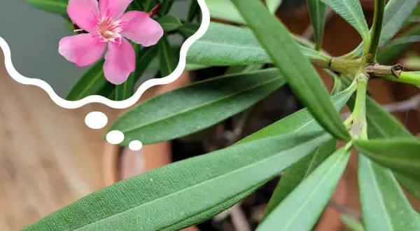 Zastanawiasz się, dlaczego oleander nie kwitnie? Może potrzebuje więcej słońca lub odpowiedniego nawożenia, by znów zachwycać różowymi kwiatami.