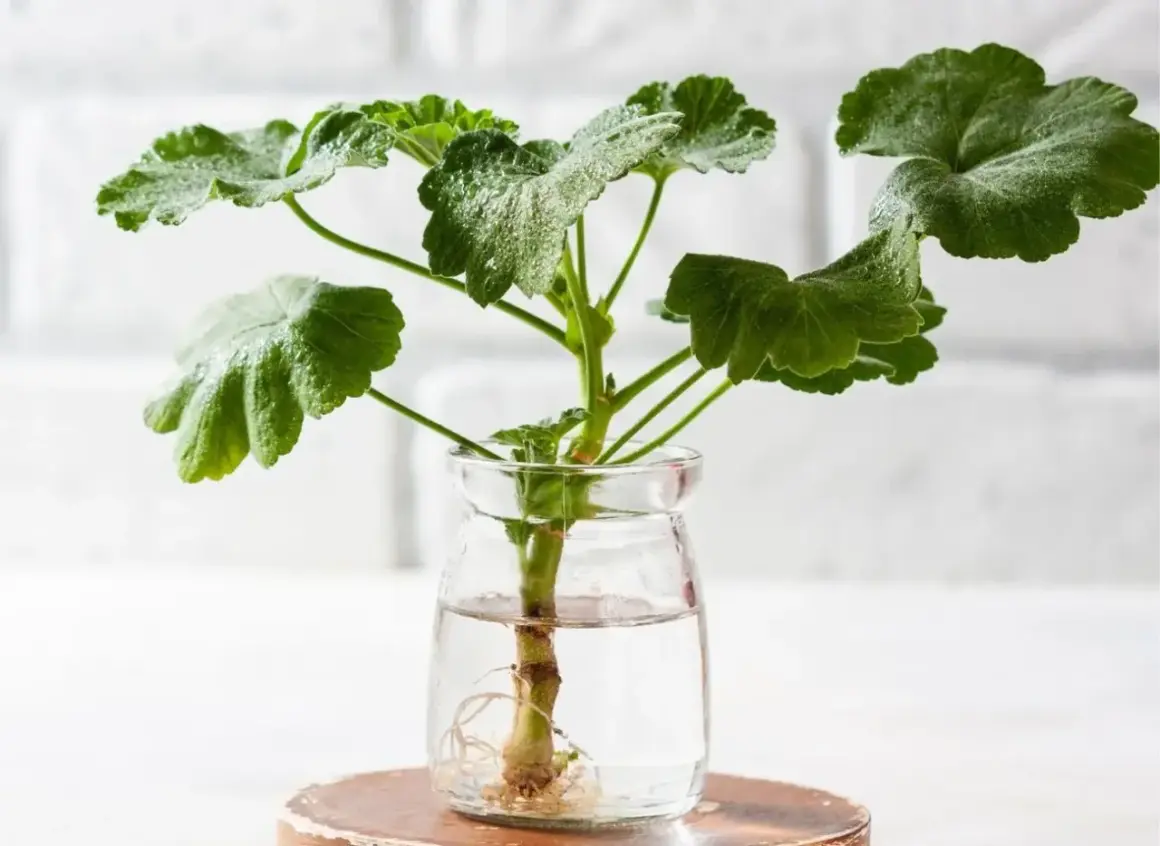 Rozmnażanie geranium kiedyś było trudne, teraz ukorzeniamy sadzonkę w wodzie, by szybko wypuściła korzenie.