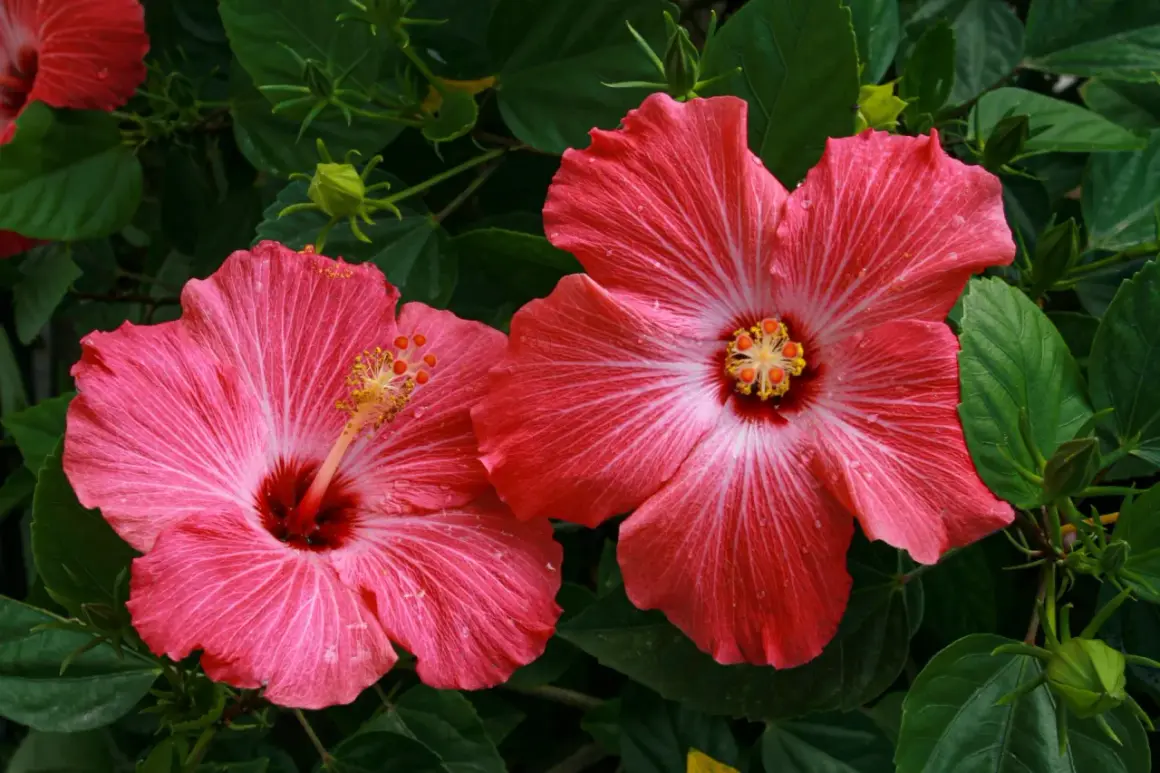 Dwa piękne, różowe hibiskusy z nasion, z żółtymi pręcikami i zielonymi liśćmi w tle.
