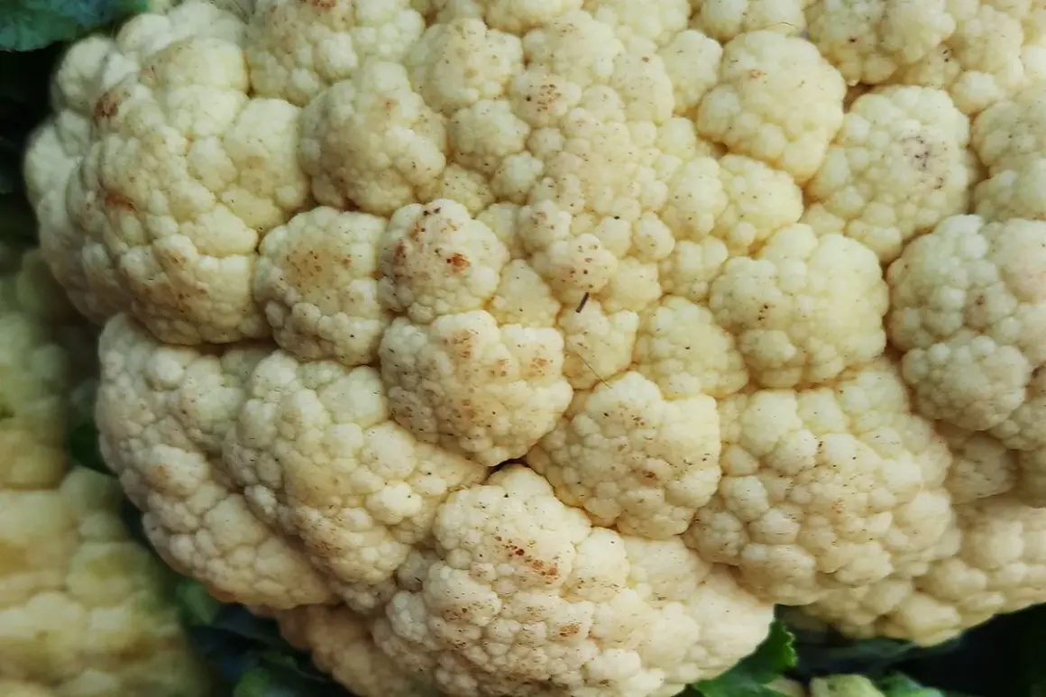 Zbliżenie na kalafior z widocznymi drobnymi, brązowymi i czarne kropki na kalafiorze, tworzące naturalny wzór na jego różyczkach.
