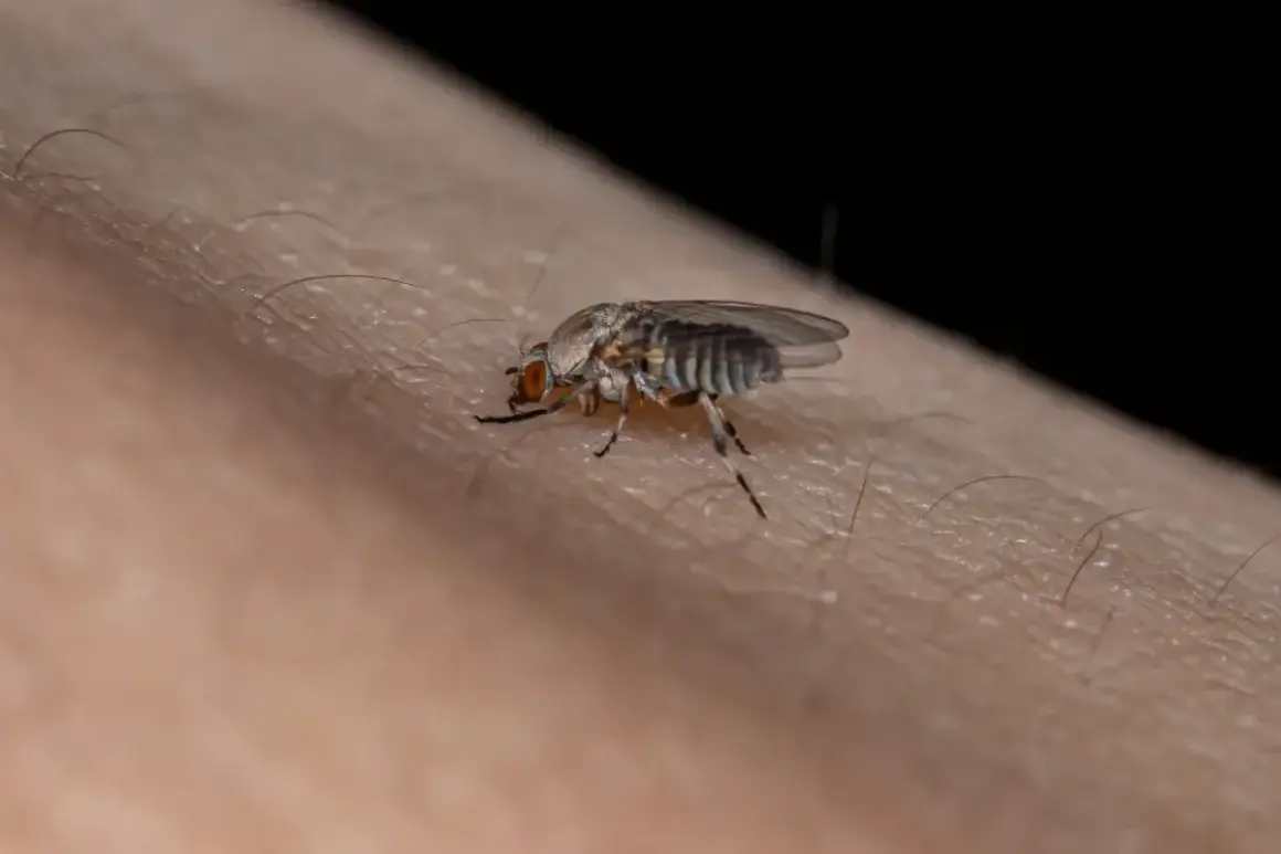 Mały owad na skórze, który może być odpowiedzią na pytanie, skąd się biorą meszki.