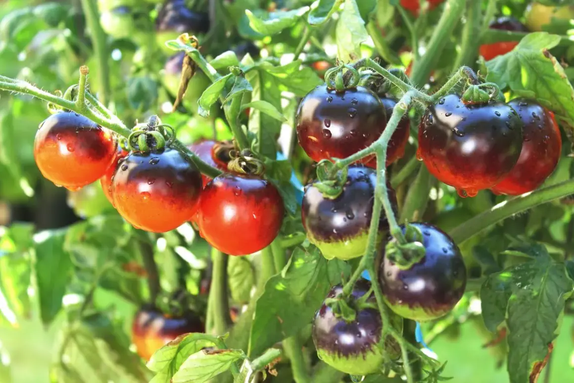 Dojrzałe pomidory podłużne odmiany 'Black Cherry' z kroplami rosy na skórce, wiszące na gałęziach w słońcu.