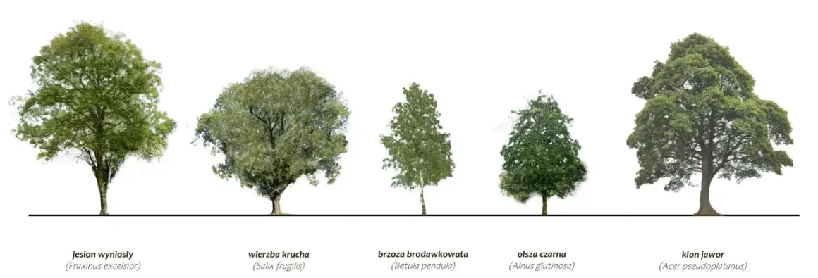 Pięć drzew: jesion, wierzba, brzoza, olsza czarna – drzewo podmokłych terenów, i klon.
