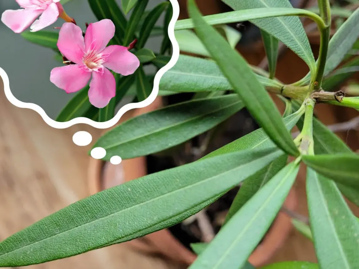 Zastanawiasz się, dlaczego oleander nie kwitnie? Może potrzebuje więcej słońca lub odpowiedniego nawożenia, by znów zachwycać różowymi kwiatami.
