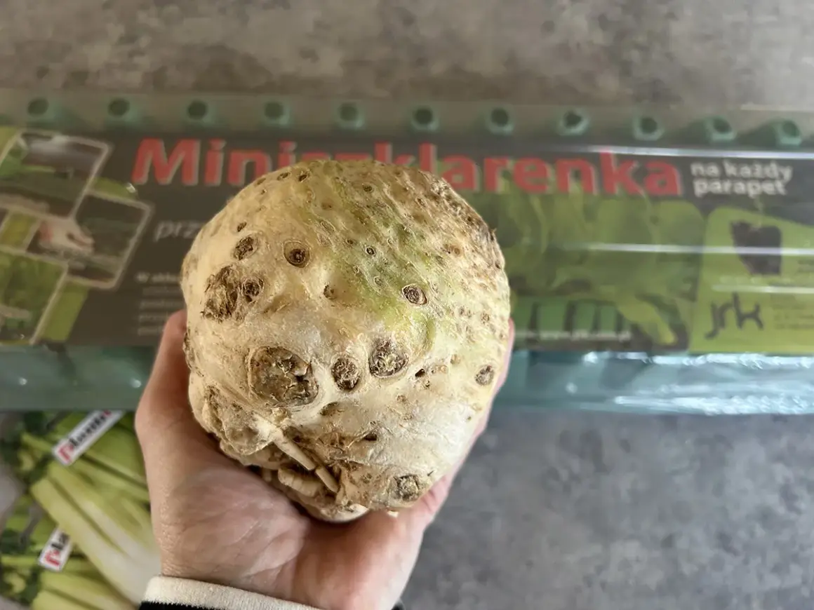 Dłoń trzyma okrągły, ziemisty seler korzeniowy. W tle opakowanie z napisem "Mini szklarenka na każdy parapet".