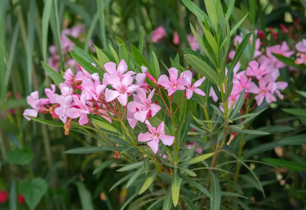 Kwiaty oleandra w pełnym rozkwicie. Zastanawiasz się, dlaczego oleander nie kwitnie? Może potrzebuje więcej słońca lub odpowiedniego nawożenia.