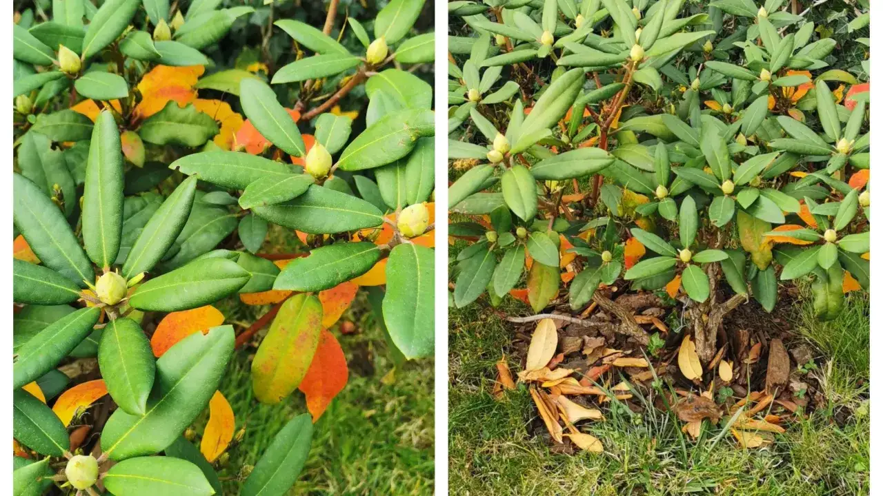 Rododendron z zielonymi liśćmi i pąkami, a także żółknące liście świadczące o jesiennej zmianie.