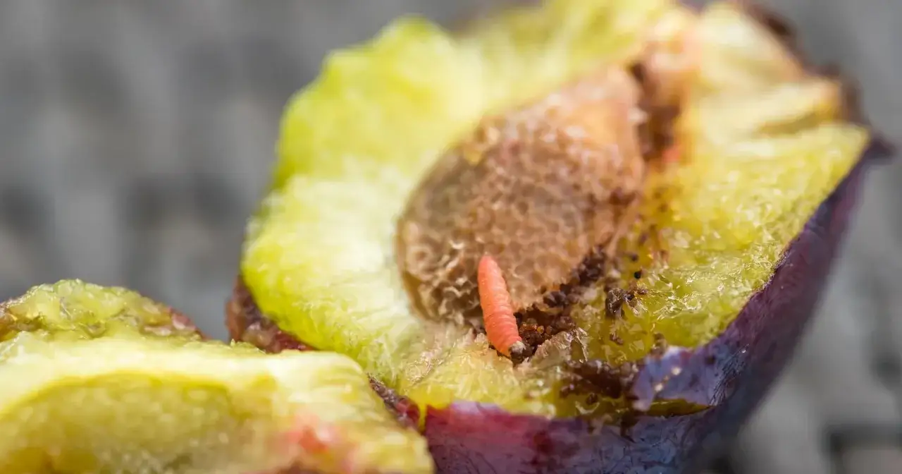 Pomarańczowa larwa w rozpołowionej śliwie, która pokazuje, dlaczego potrzebny jest oprysk śliwy na robaki.