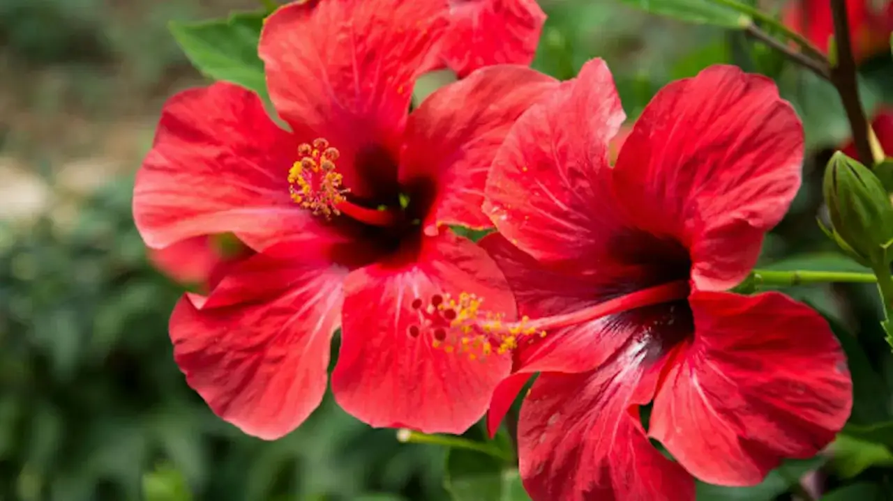Dwa piękne, czerwone hibiskusy z nasion, z żółtymi pręcikami, rozkwitły na zielonym tle.