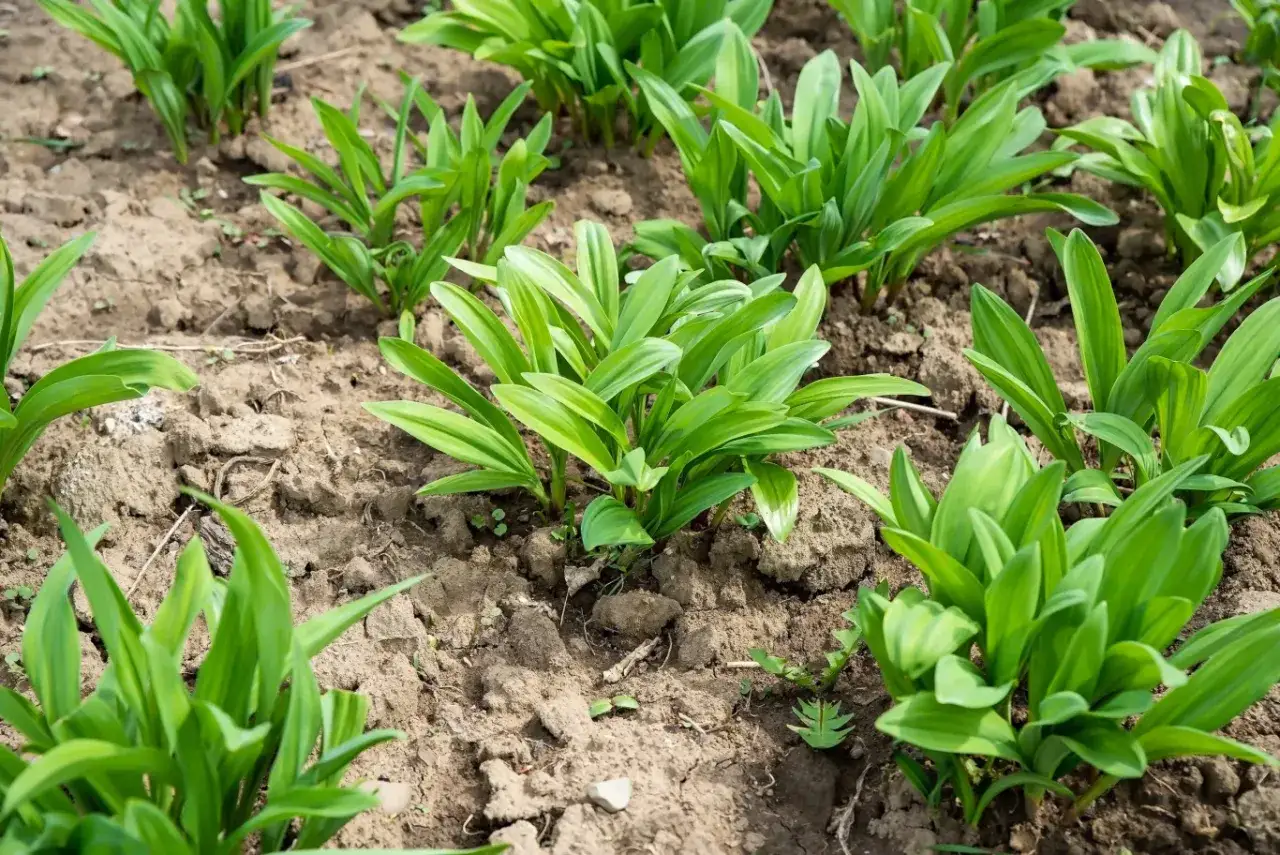 Młode pędy czosnku niedźwiedziego rosnące na ziemi. Idealne do pesto, sałatek i sosów.