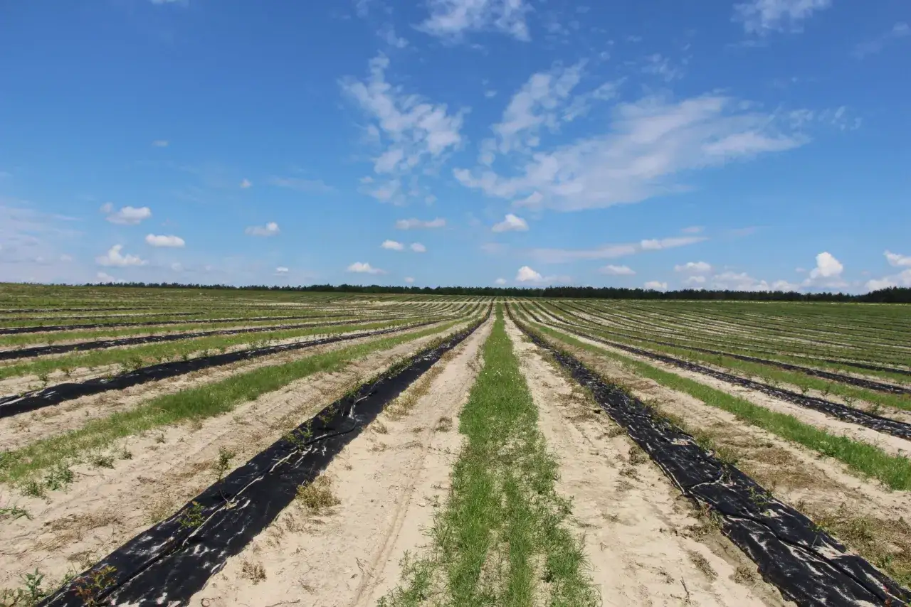 Plantacja borówek z rzędami młodych krzaczków i czarną agrowłókniną. Pytanie: czym zakwasić ziemię pod borówki?