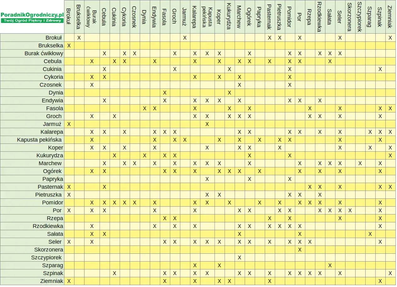 Tabela plan sadzenia warzyw obok siebie. Pokazuje, które warzywa można sadzić obok siebie, a które nie.
