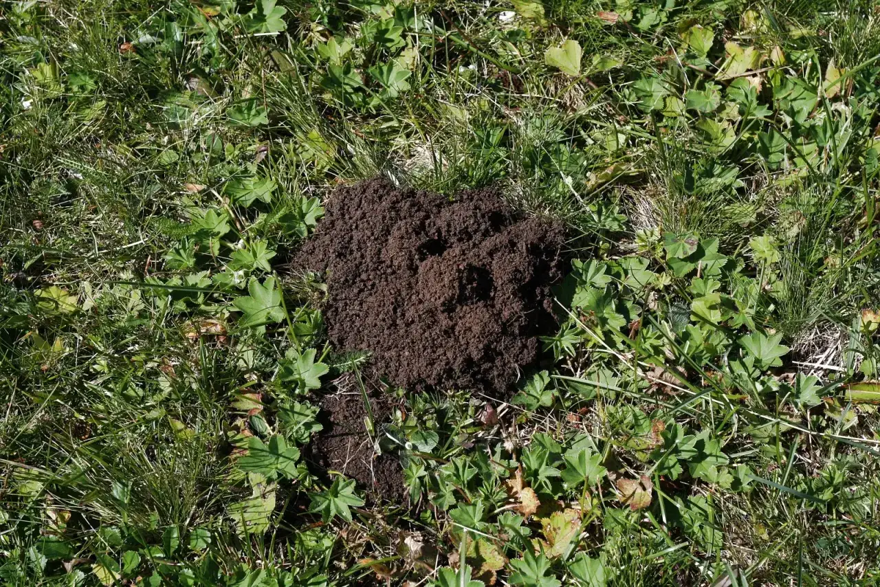 Kret kopie dziury w ogrodzie, tworząc kopczyk ziemi wśród zielonej trawy i liści.
