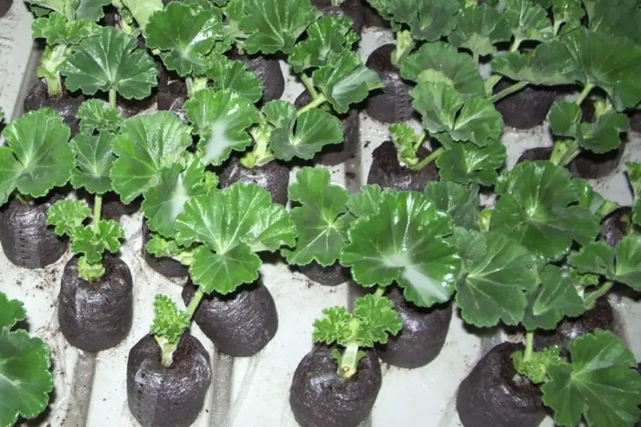 Młode sadzonki geranium w bryłach torfowych, gotowe do przesadzenia. To idealny czas na rozmnażanie geranium.