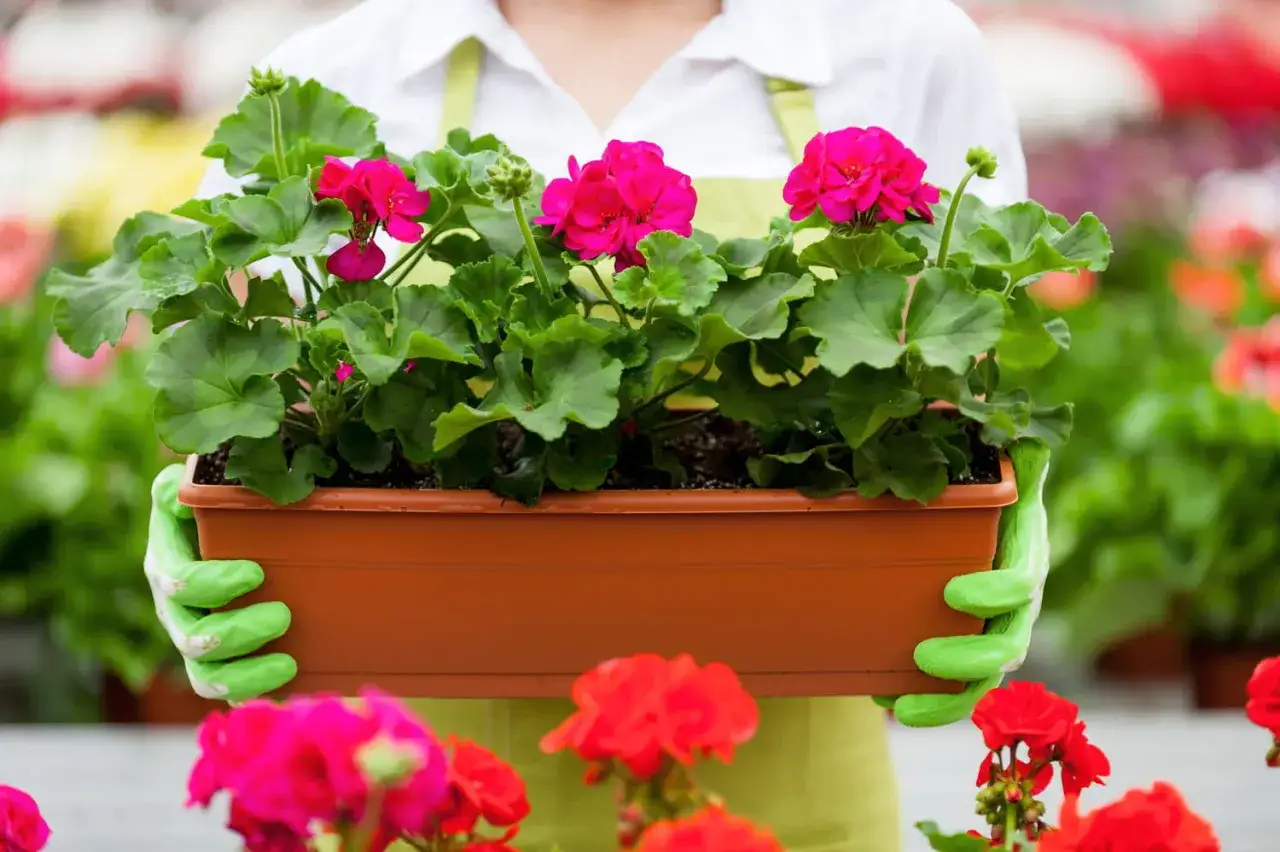 Ręce w zielonych rękawiczkach trzymają doniczkę z kwitnącymi pelargoniami. To dobry przykład, jak sadzić pelargonie, by cieszyć się ich pięknem.