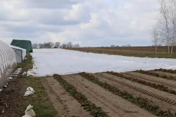 Jaka agrowłóknina pod truskawki sprawdzi się najlepiej?