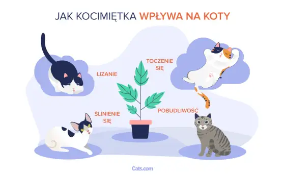 Jak działa kocimiętka na kota i czy jest bezpieczna?