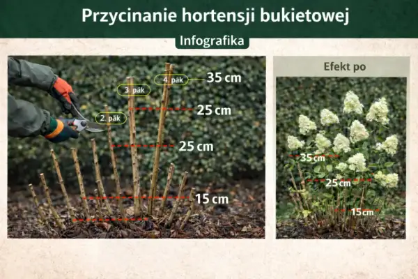 Przycinanie hortensji bukietowej: przycięcie pędów na 15-35 cm zapewnia obfite kwitnienie.