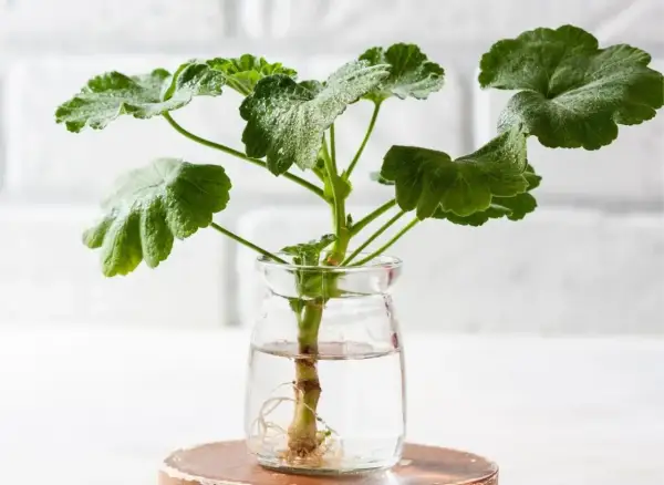 Rozmnażanie geranium kiedyś było trudne, teraz ukorzeniamy sadzonkę w wodzie, by szybko wypuściła korzenie.