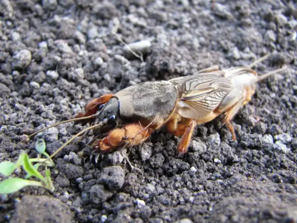 Turkuć podjadek, groźny szkodnik ogrodów, ma swojego naturalnego wroga. Ten owad, z potężnymi odnóżami, przemierza ziemię w poszukiwaniu pożywienia.