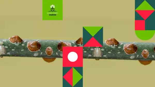 Tarczniki na gałęzi. Dowiedz się, skąd się biorą tarczniki i jak je zwalczać.