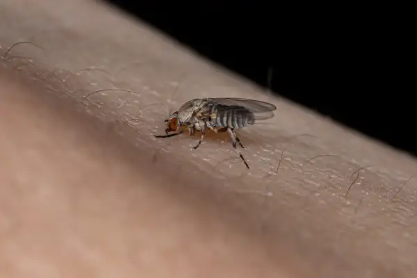 Mały owad na skórze, który może być odpowiedzią na pytanie, skąd się biorą meszki.