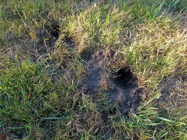 Kilka świeżych kopców i dziur w trawie, świadczących o tym, co kopie dziury w ogrodzie.